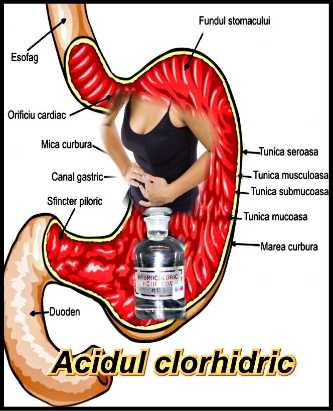 Acidul clorhidric in stomac